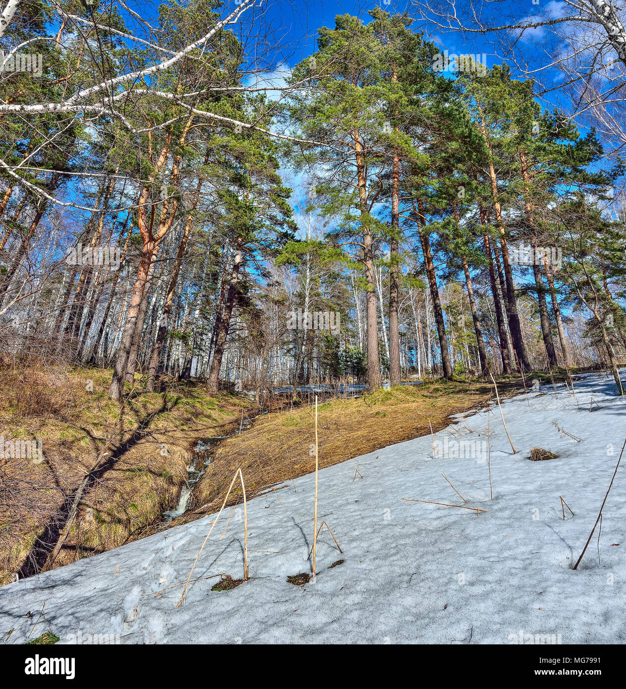Vue De Loin Le Printemps Est Vert Début du printemps paysage dans la forêt, le vert des pins et bouleaux