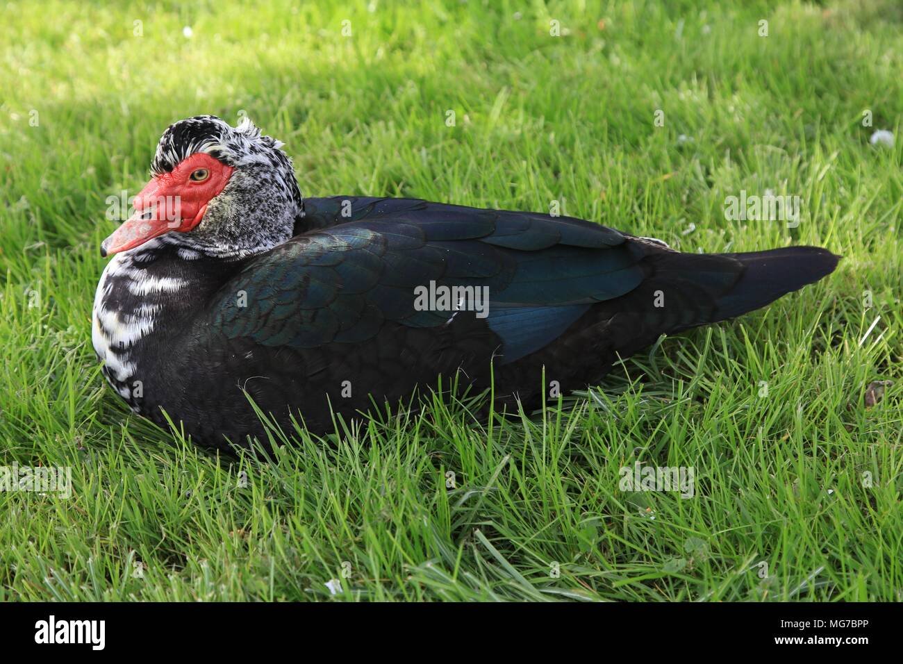 1 canard de Barbarie - Cairina moschata assis dans prairie Banque D'Images