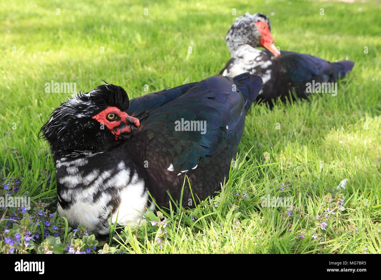 Deux canards de Barbarie - Cairina moschata assis en prairie, muskavyduck Banque D'Images