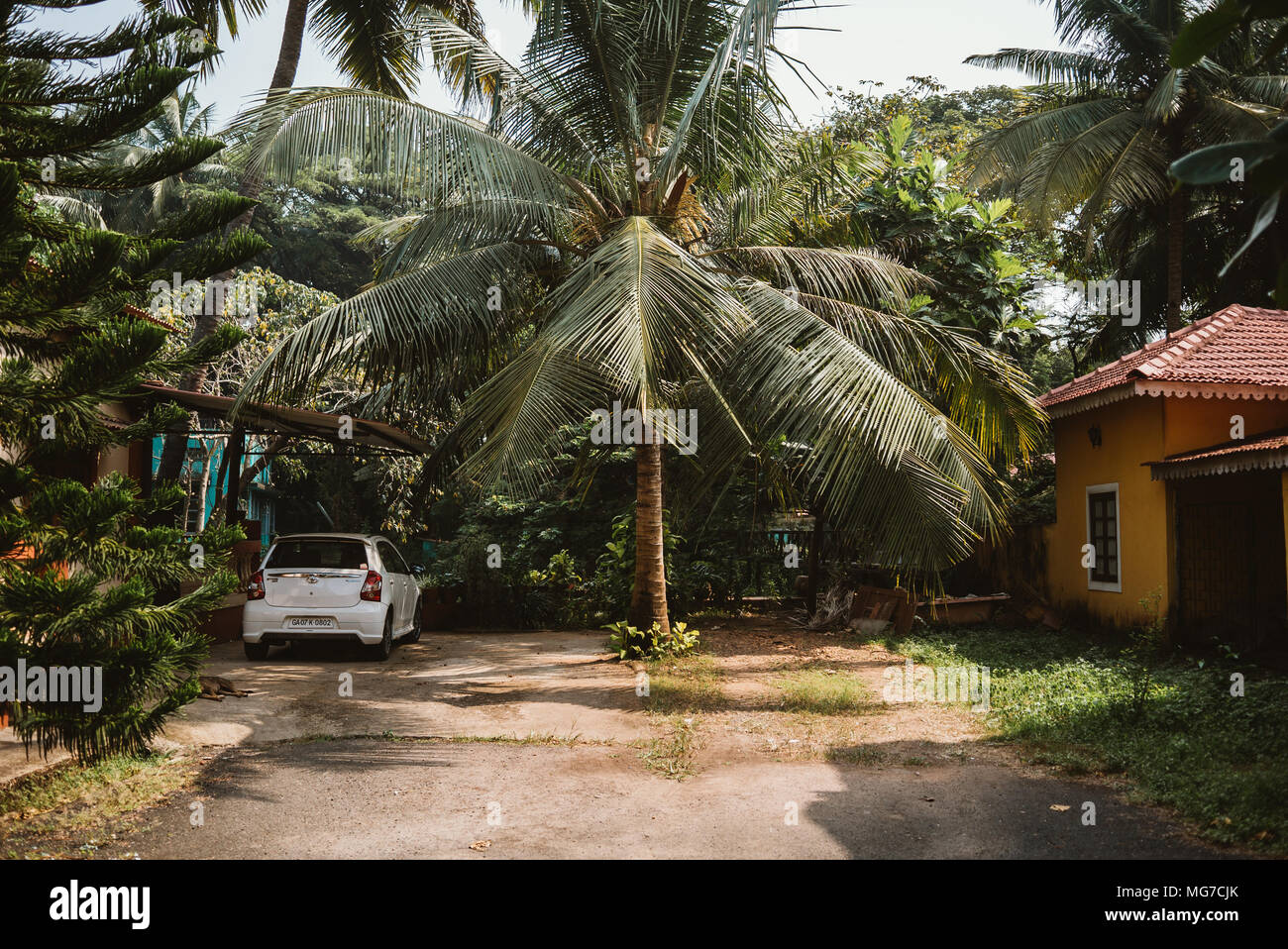 Tropical calme route de terre avec une voûte d'arbres à Goa, Inde Banque D'Images