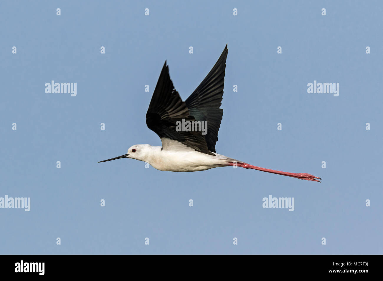 Black-winged Stilt (Himantopus himantopus) en vol, Boa Vista, Cap Vert Banque D'Images