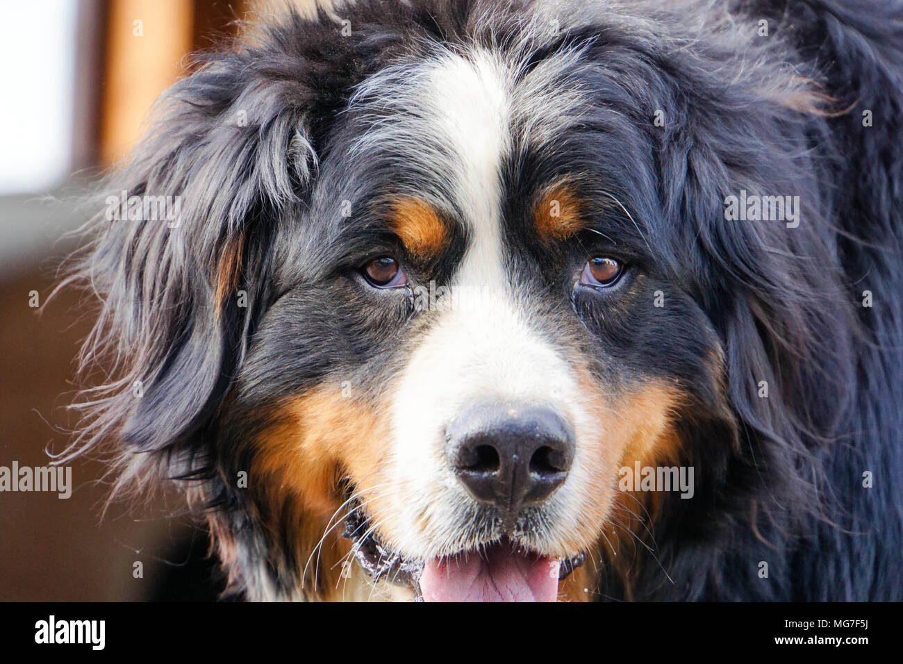 Bernese Mountain Dog watch out Banque D'Images
