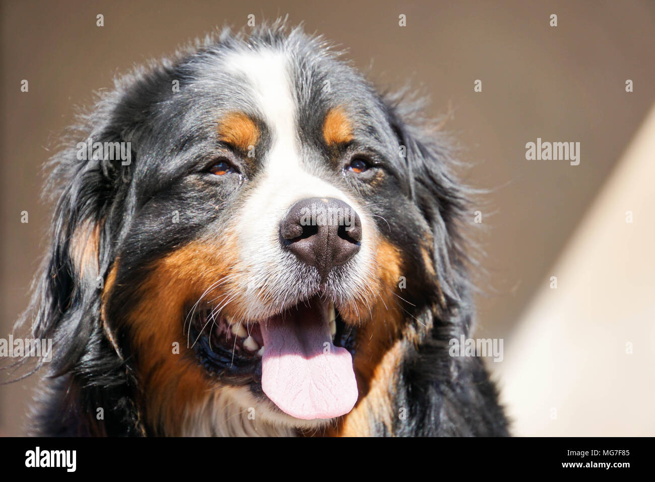 Bernese Mountain Dog watch out Banque D'Images