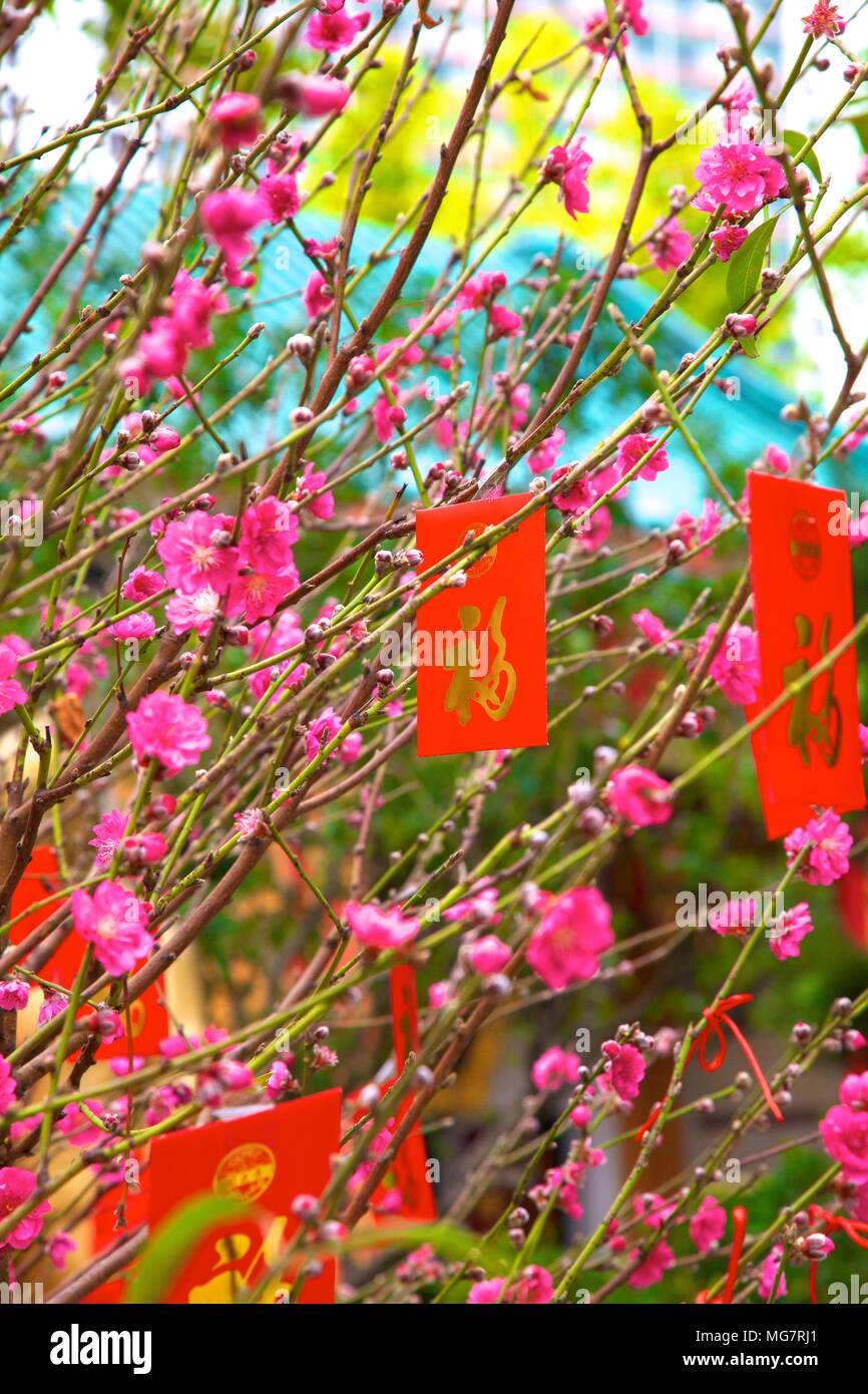 Cerisiers avec Lai Voir Enveloppes rouges pour le Nouvel An chinois, Hong Kong, Chine, Asie du Sud Est Banque D'Images