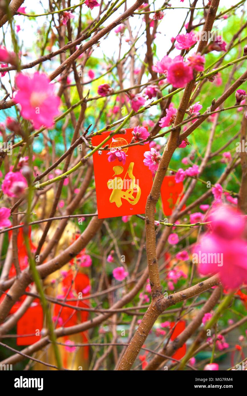 Cerisiers avec Lai Voir Enveloppes rouges pour le Nouvel An chinois, Hong Kong, Chine, Asie du Sud Est Banque D'Images