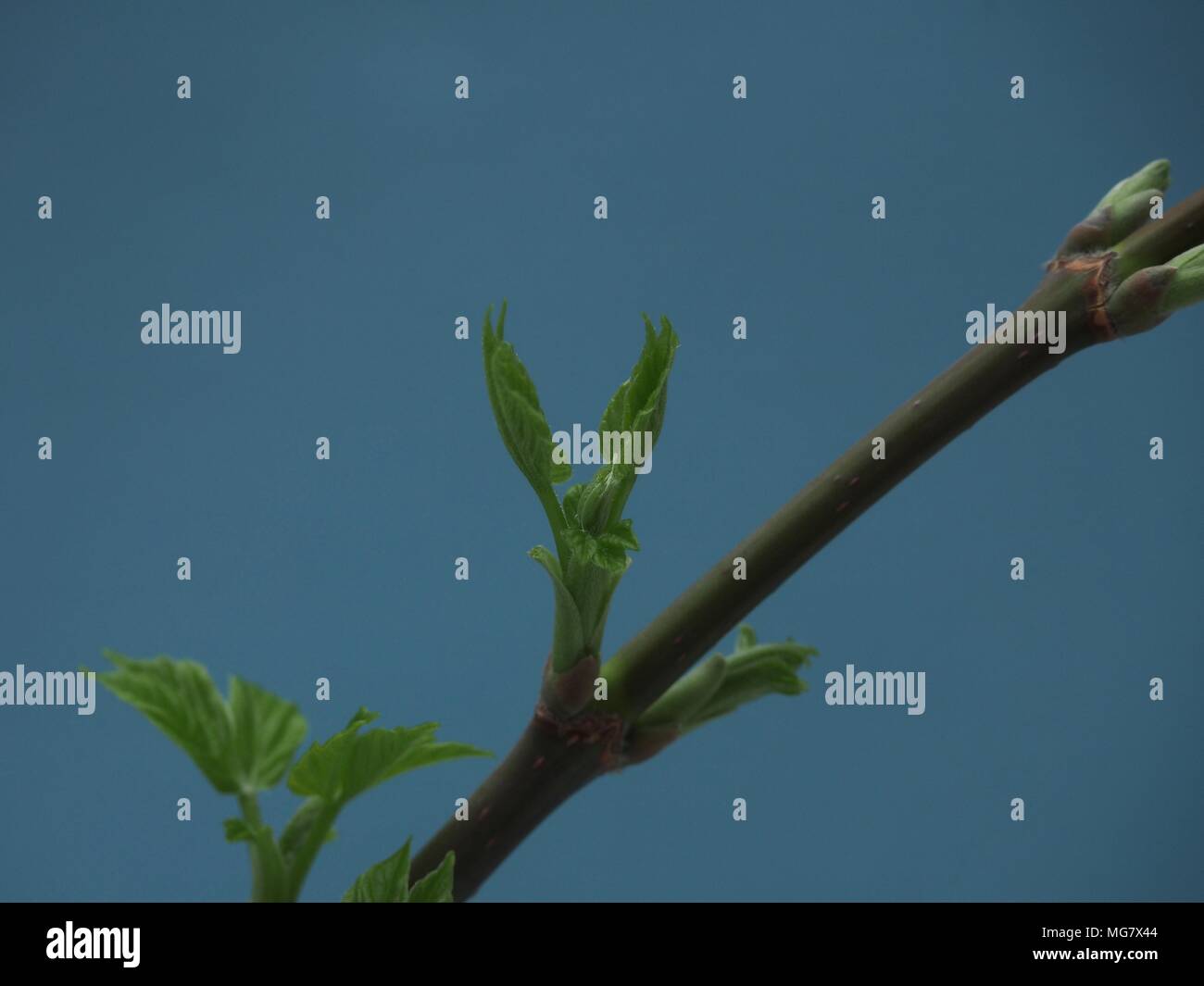 L'épanouissement des feuilles d'érable aux États-Unis. Fond bleu. C'est le printemps. Close up. Banque D'Images