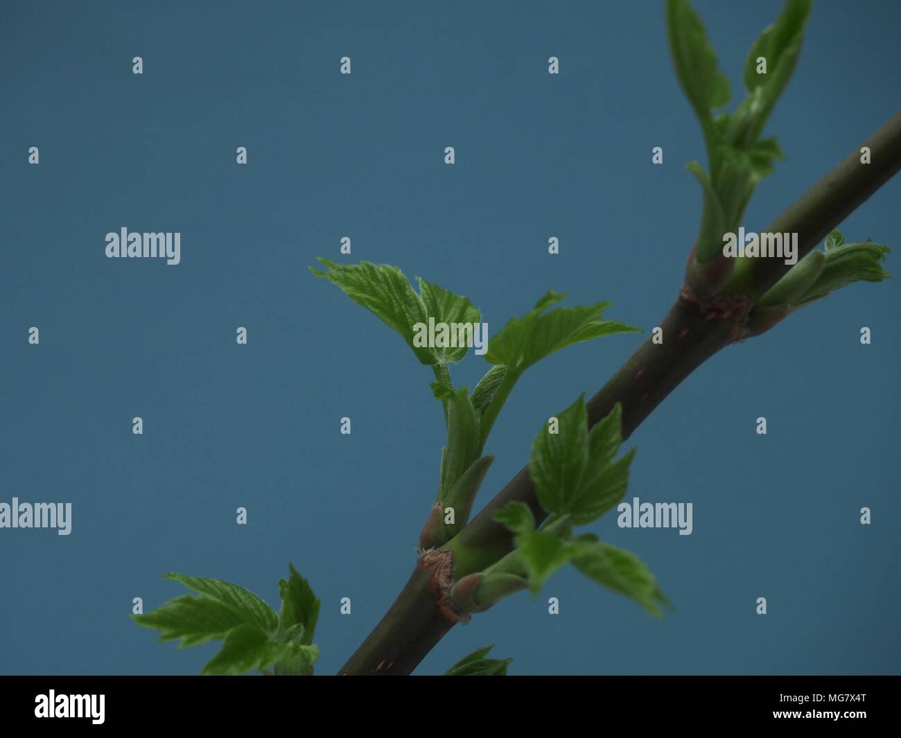 L'épanouissement des feuilles d'érable aux États-Unis. Fond bleu. C'est le printemps. Close up. Banque D'Images