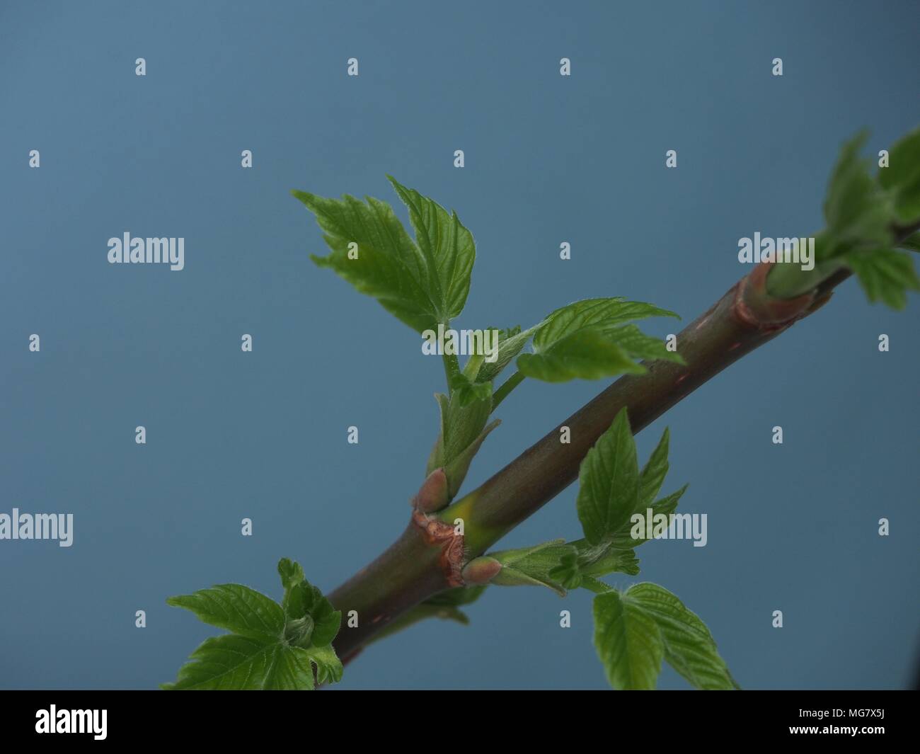 L'épanouissement des feuilles d'érable aux États-Unis. Fond bleu. C'est le printemps. Close up. Banque D'Images