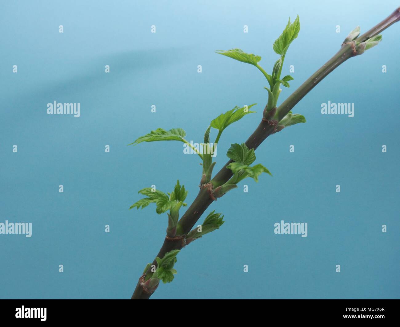 L'épanouissement des feuilles d'érable aux États-Unis. Fond bleu. C'est le printemps. Close up. Banque D'Images