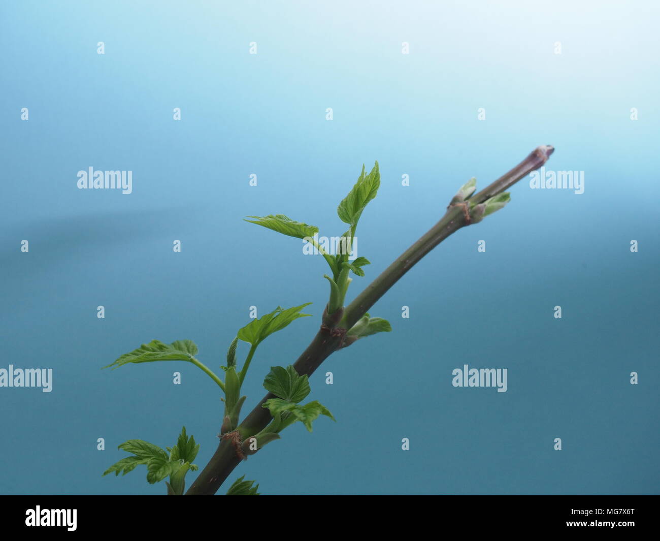 L'épanouissement des feuilles d'érable aux États-Unis. Fond bleu. C'est le printemps. Close up. Banque D'Images