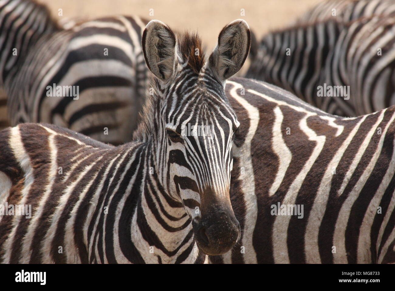 Les modèles communs Zebra en noir et blanc Banque D'Images