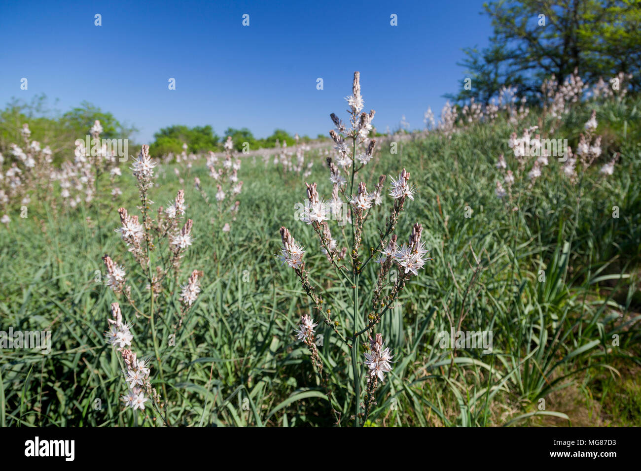 Asphodelus ramosus, également connu sous le nom de asphodèle ramifié de Nin, Croatie Banque D'Images