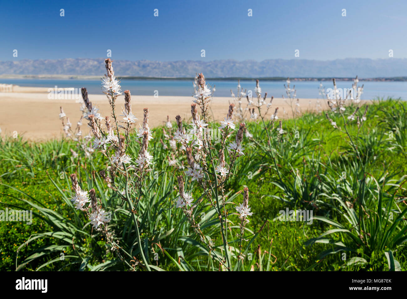 Asphodelus ramosus, également connu sous le nom de asphodèle ramifié de Nin, Croatie Banque D'Images
