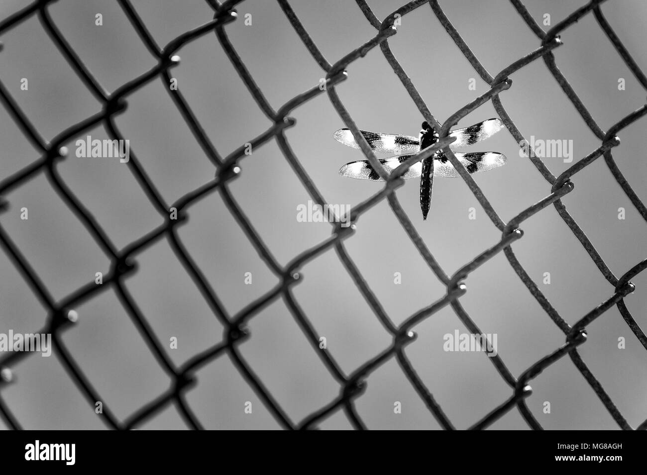 Une image en noir et blanc d'un dragon voler sur une clôture de Banque D'Images