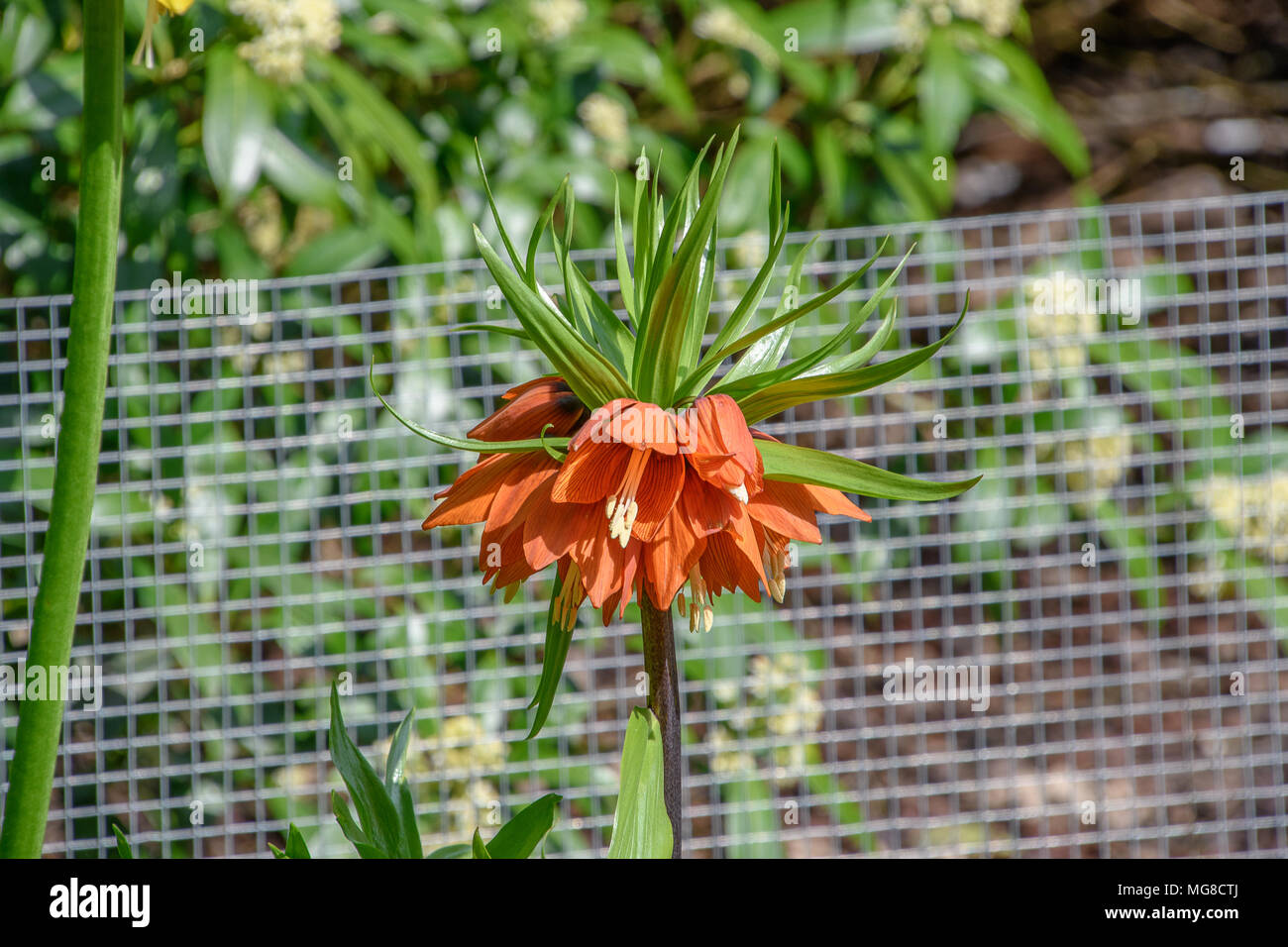 D'Orange couronne impériale, fleur de lys (Fritillaria Imperialis lutea) Banque D'Images