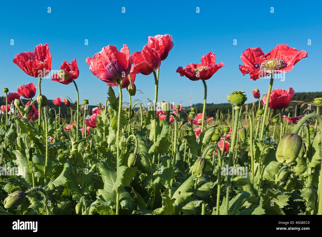 La floraison du pavot à opium (Papaver somniferum), Basse Autriche, Autriche Banque D'Images