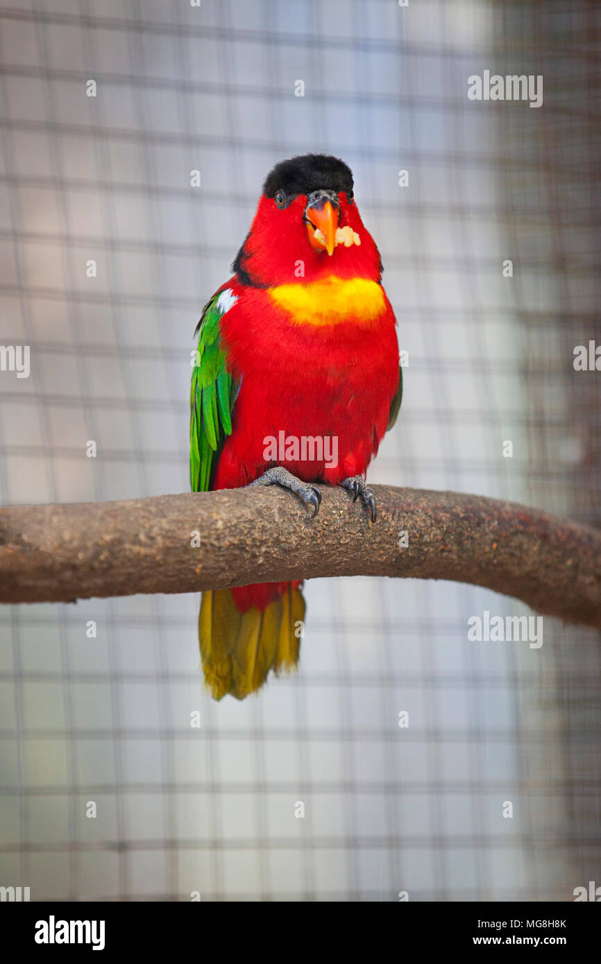 Purple-Naped Lory Banque D'Images