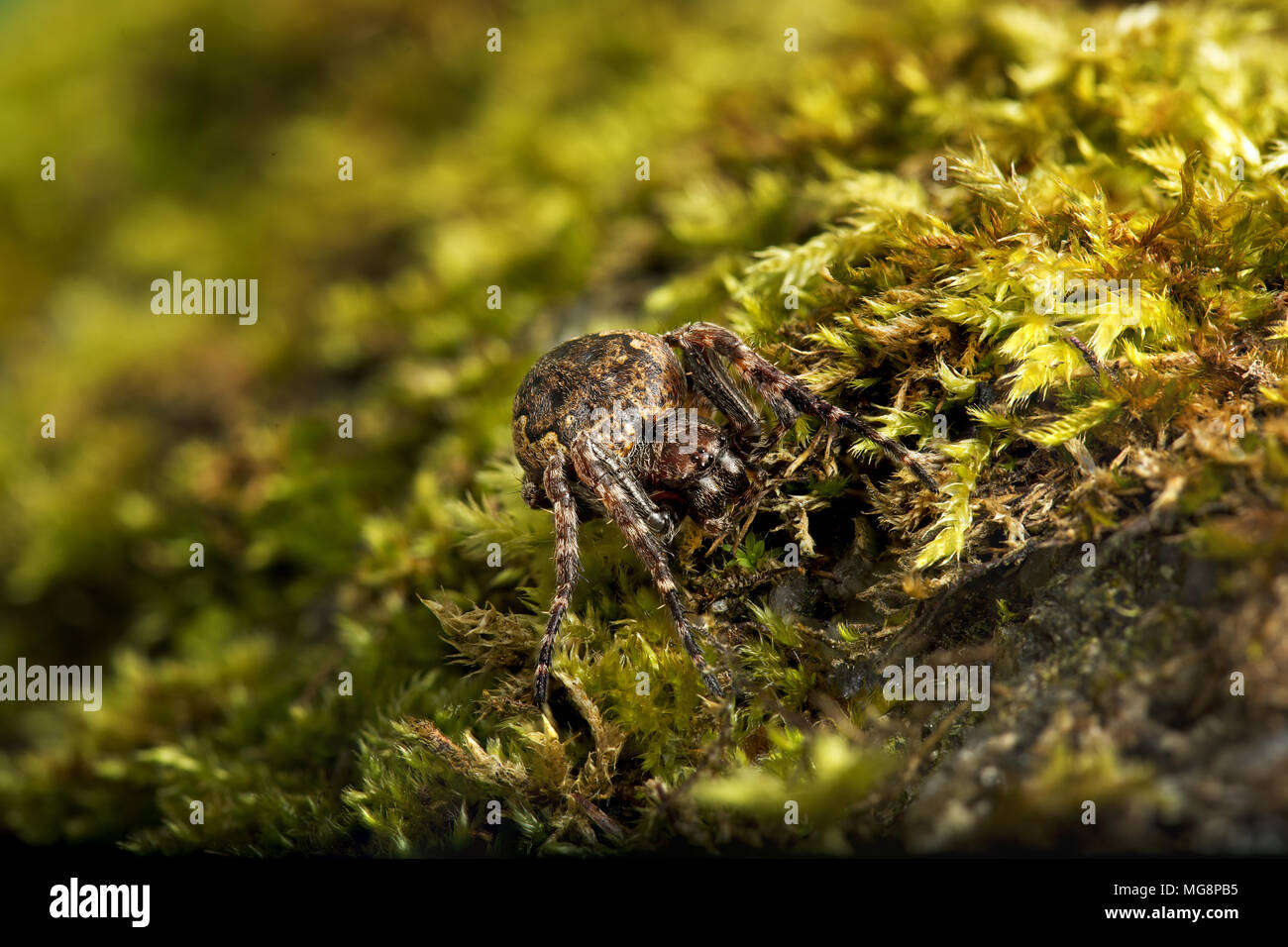 Noyer d'orb weaver (Nuctenea umbratica) Une large et aplati-orb spider de tissage dans la famille Araneidae Banque D'Images