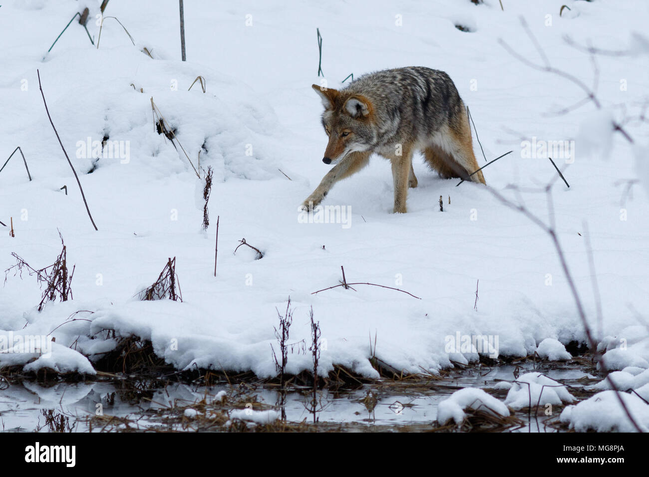 Le coyote chasse dans la neige en vallée de Yosemite. Yosemite National Park, Californie, Hiver Banque D'Images