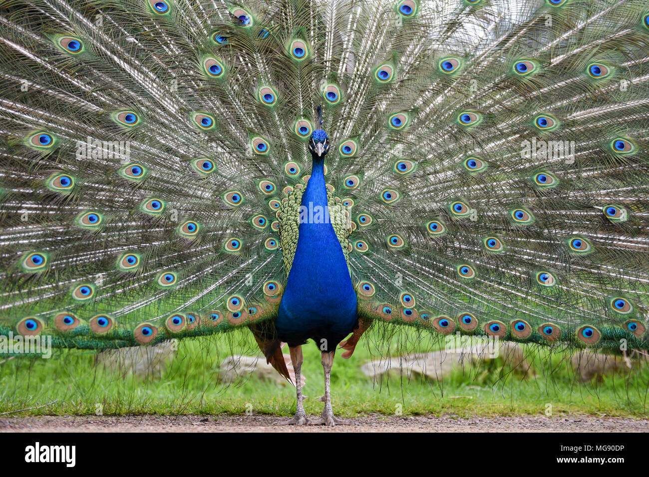 Fiers d'attirer paon femelle avec plumes vibrantes afficher Banque D'Images