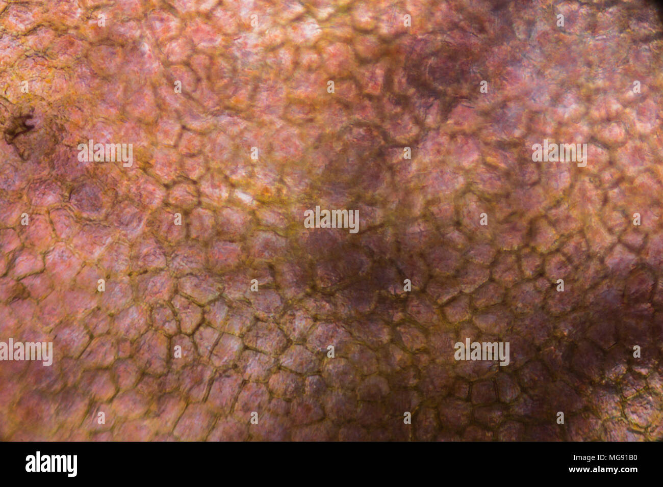 La tomate sous le microscope. Banque D'Images