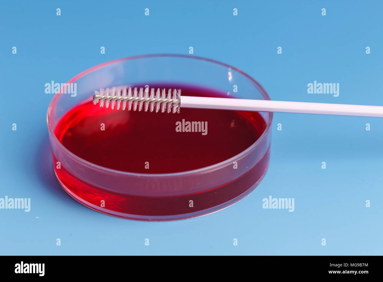 Plaque de gélose et spécimen d'un pinceau. Banque D'Images