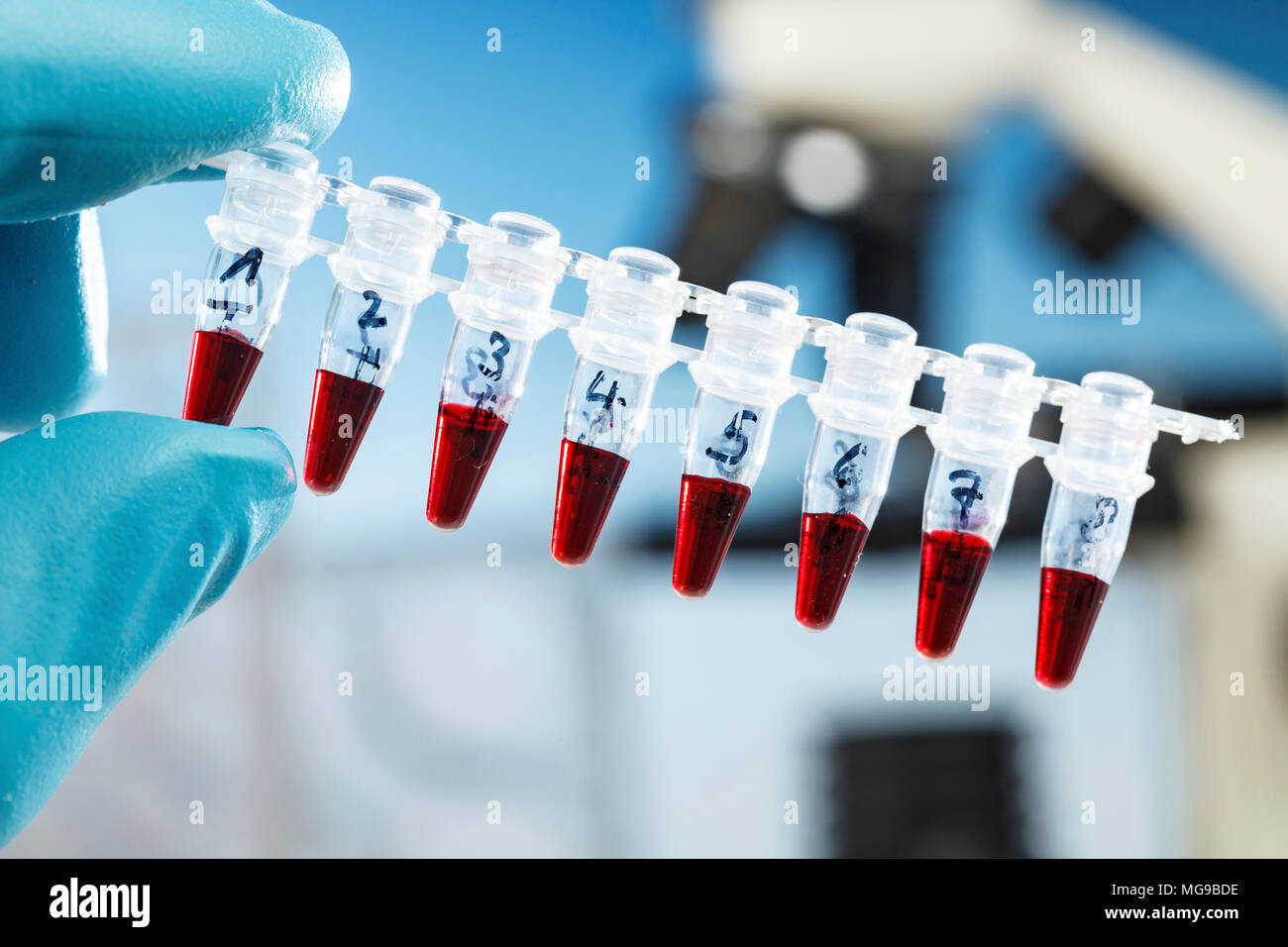 La recherche biologique. Banque D'Images