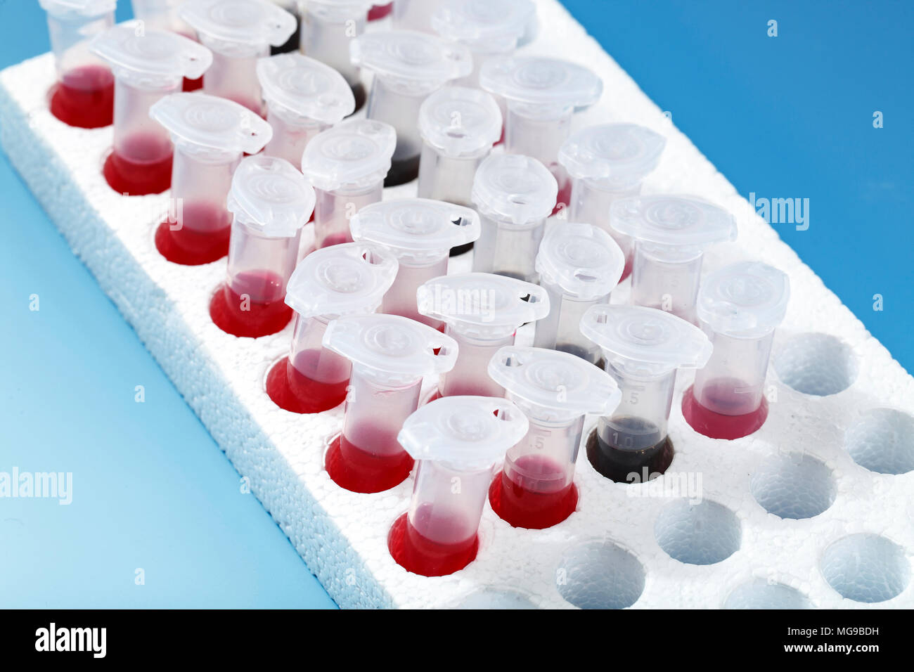 La recherche biologique. Banque D'Images