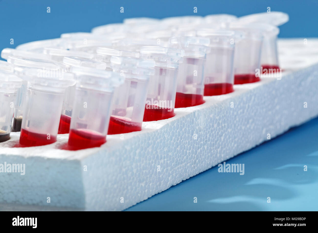 La recherche biologique. Banque D'Images