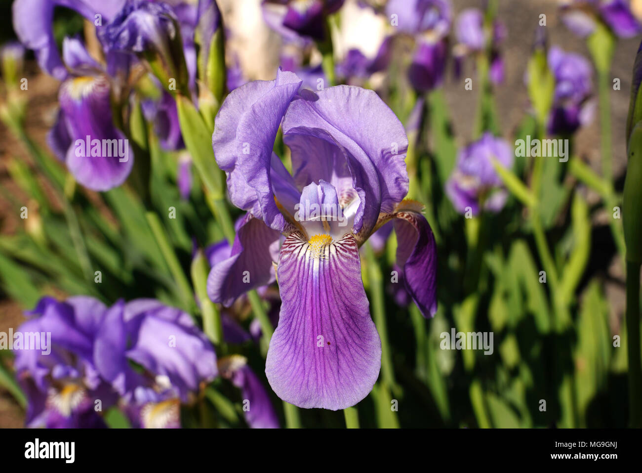 Close up de fleurs d'iris iris germanica iris flower bed de iridarius Banque D'Images
