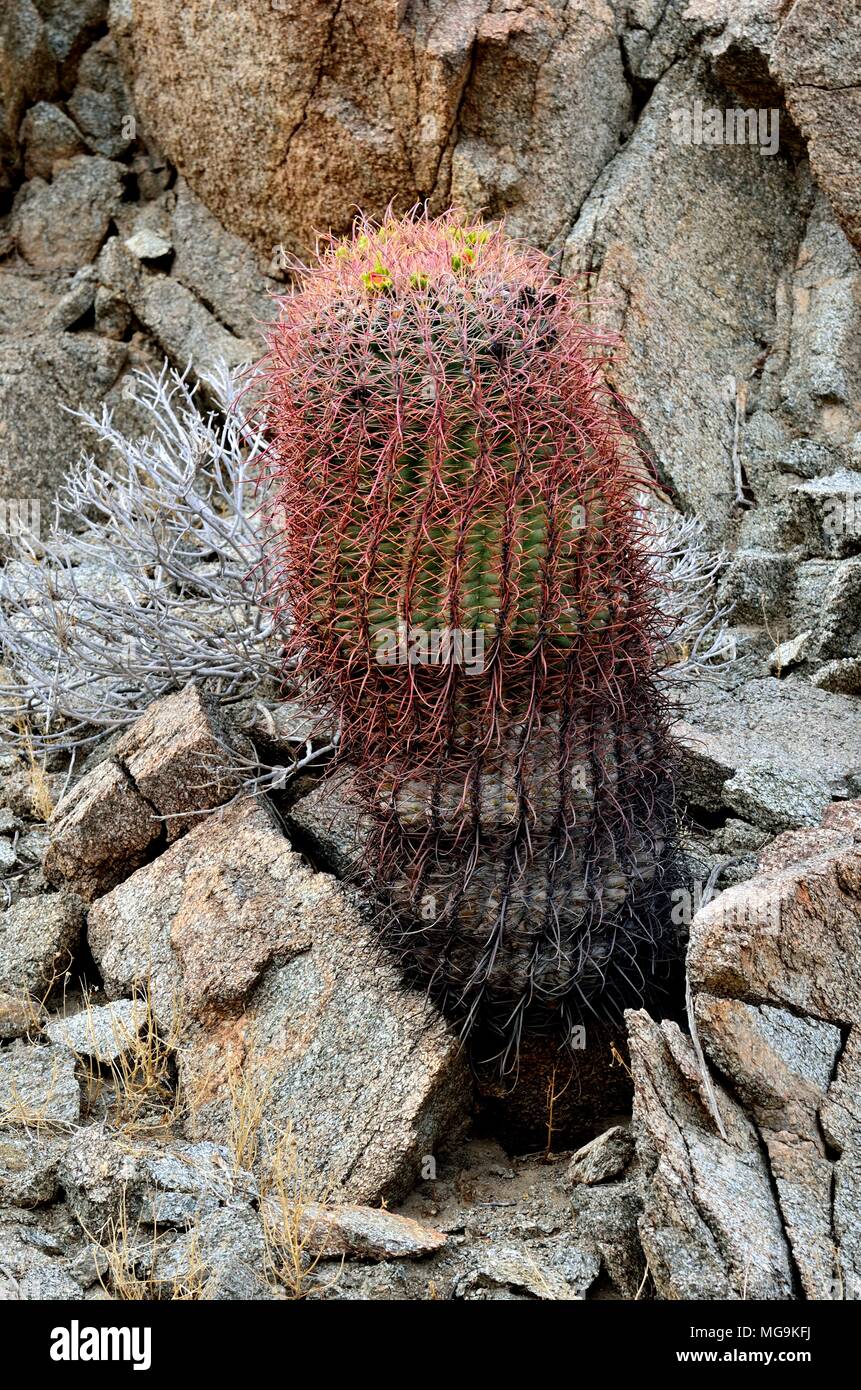 Baril, Californie Cactus Ferocactus cylindraceus Glorietta, Canyon, Anza-Borrego Desert State Park, CA, USA 73512 180313 Banque D'Images
