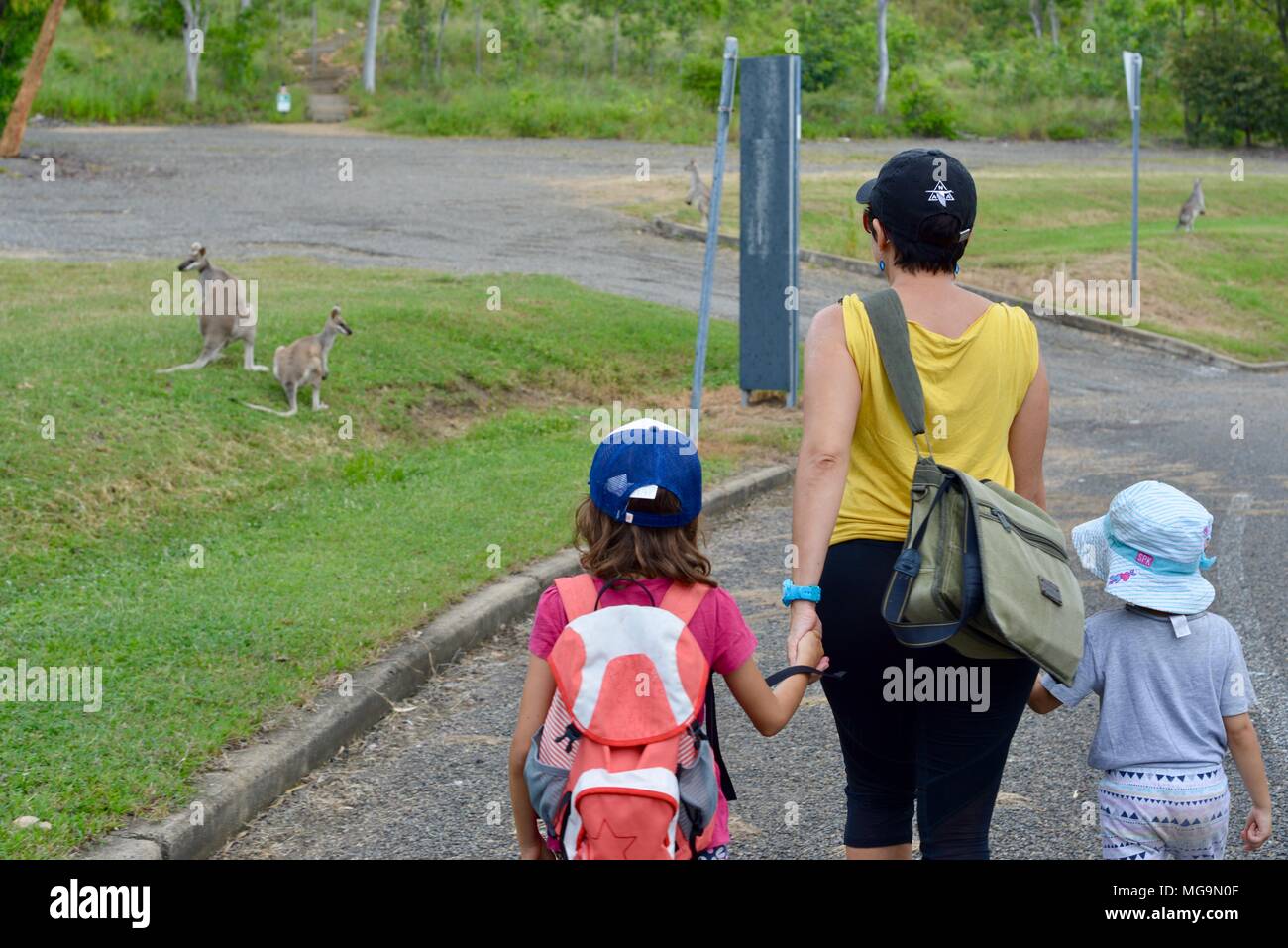 Les gens observant wallabies agiles près du mont Stuart des sentiers de randonnée, Townsville, Queensland, Australie Banque D'Images