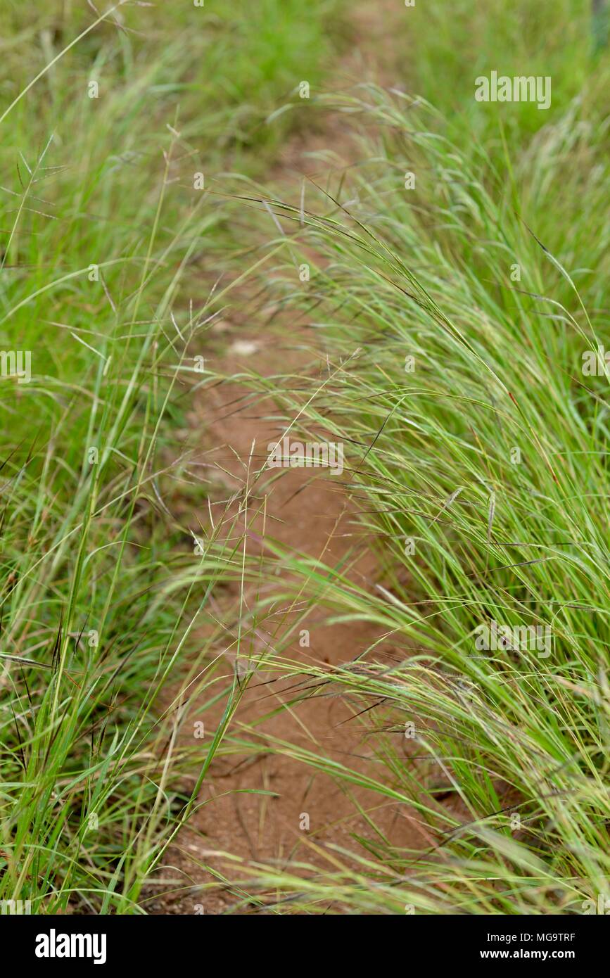 L'herbe longue avec les chefs d'ensemencement surplombant un sentier de gravier dans le bush australien, Mount Stuart des sentiers de randonnée, Townsville, Queensland, Australie Banque D'Images