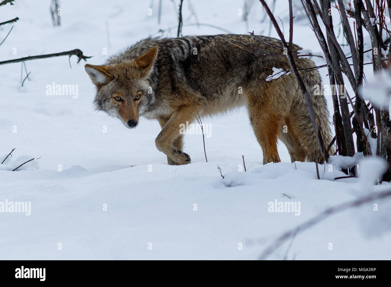 Le coyote chasse dans la neige en vallée de Yosemite. Yosemite National Park, Californie, Hiver Banque D'Images