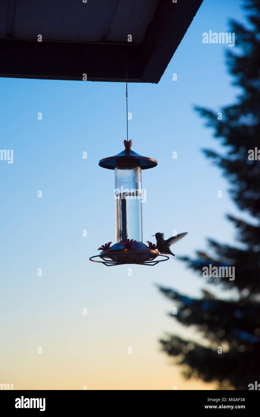 Un oiseau de ronflement alimentation par un Humming Bird Feeder dans le coucher du soleil à Vancouver, au Canada, au cours d'un mois de février froid. Banque D'Images