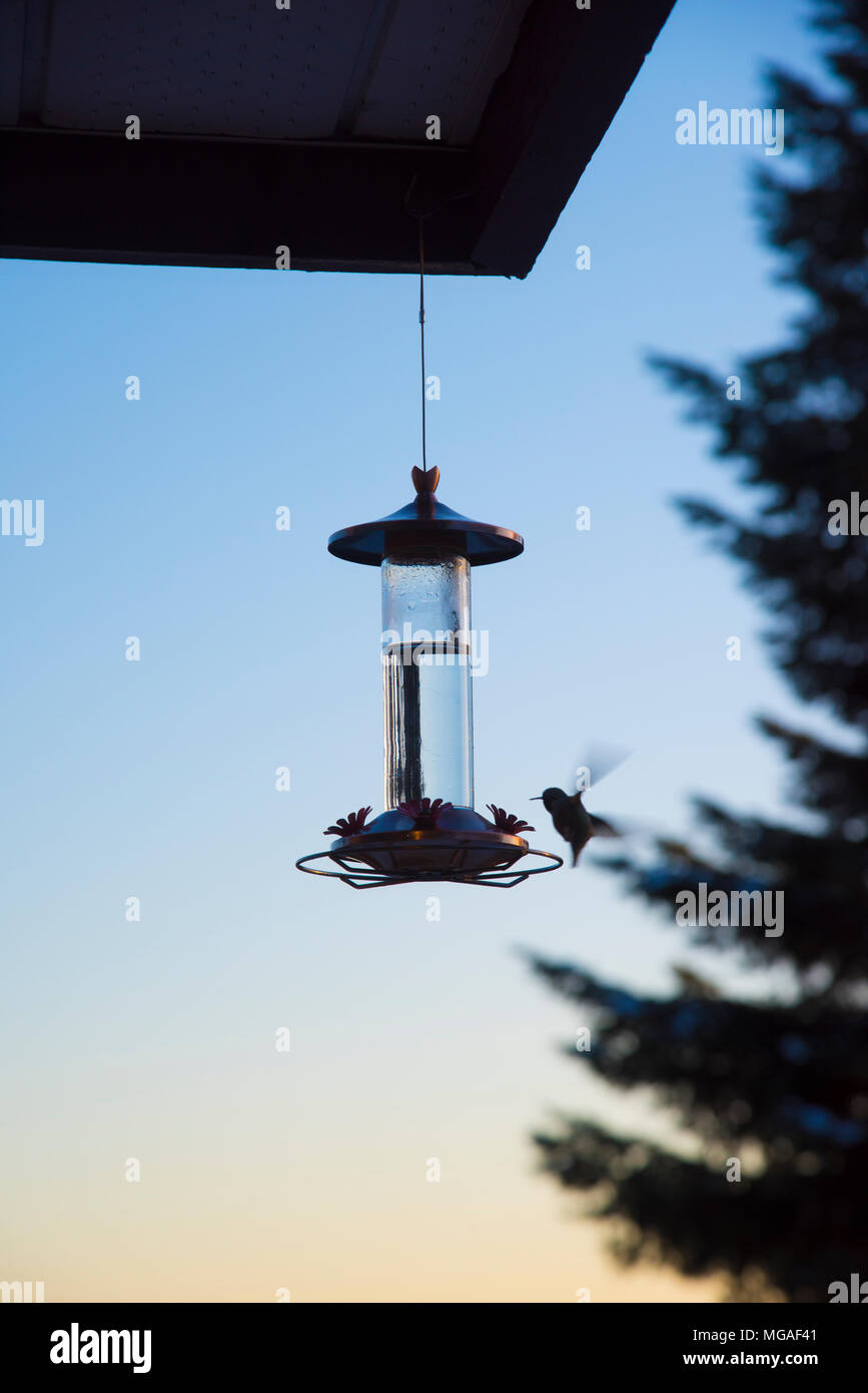 Un oiseau de ronflement alimentation par un Humming Bird Feeder dans le coucher du soleil à Vancouver, au Canada, au cours d'un mois de février froid. Banque D'Images