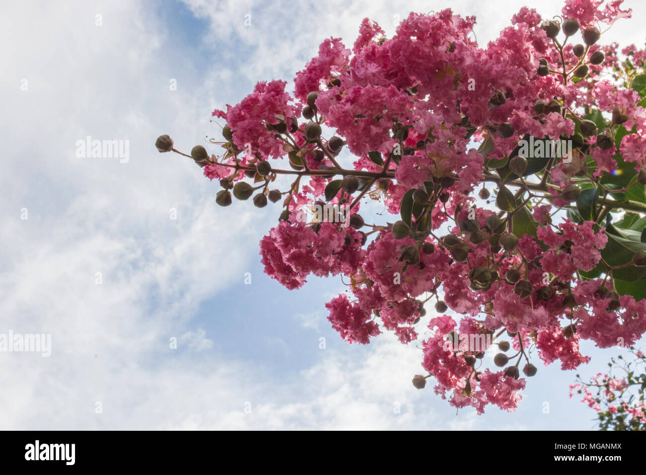 Lagerstroemia indica rose crepe myrtle ou Under Blue Sky Banque D'Images