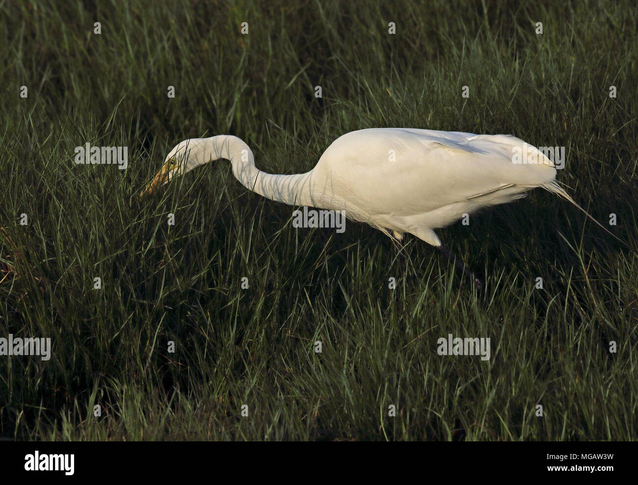 Grande Aigrette (Ardea alba modesta) chasse adultes à bord de l'ouest marais Avril Taiwan Banque D'Images