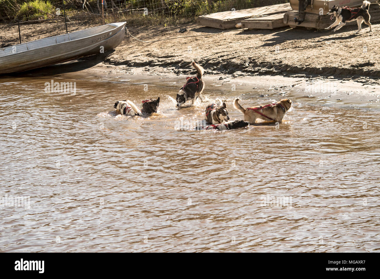 Les chiens de traîneau d'Alaska jouant dans l'eau un jour de printemps dans la région de Fairbanks, Alaska Banque D'Images