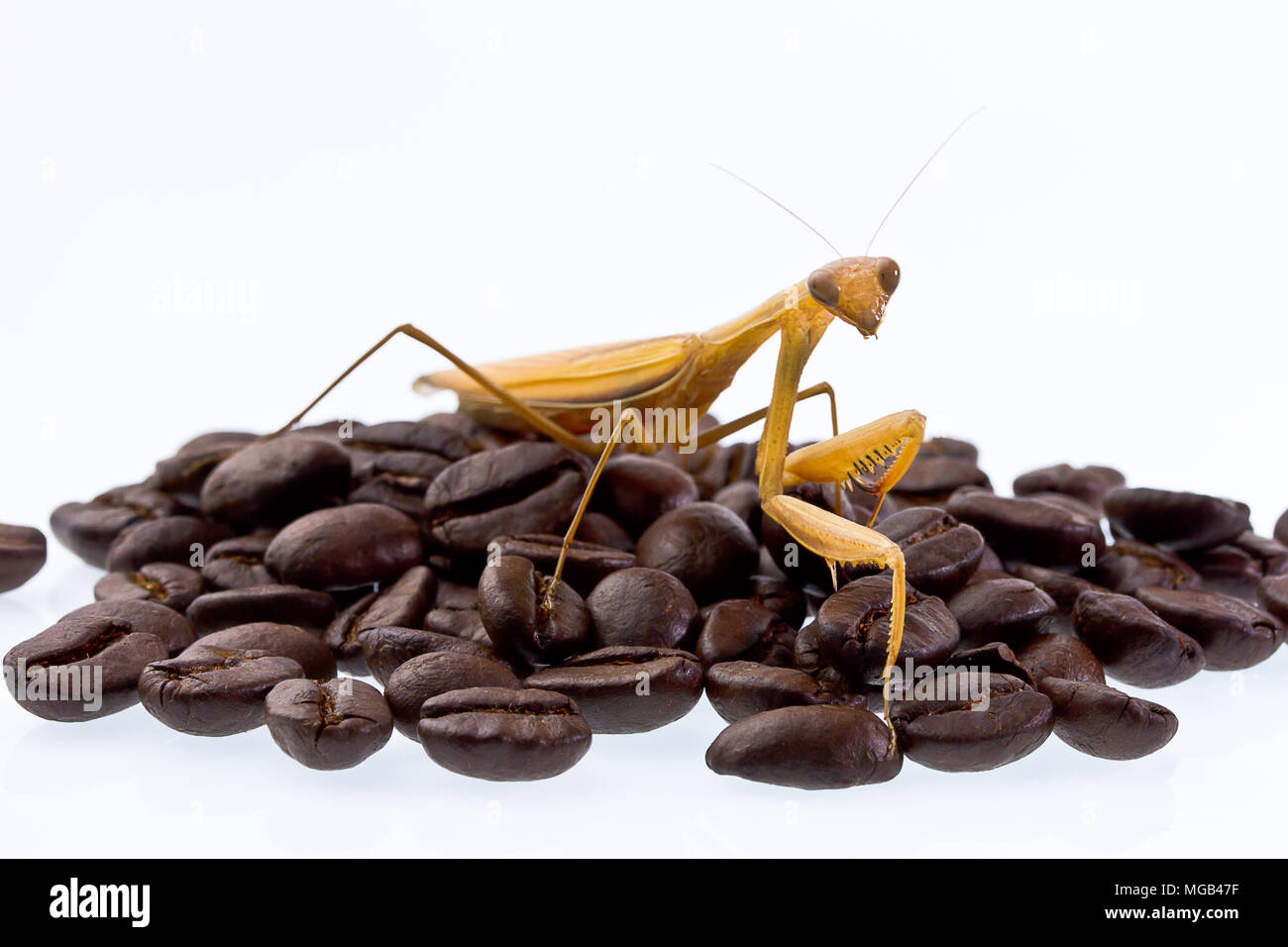 Le Mantis ou de grains de café sur fond blanc Banque D'Images