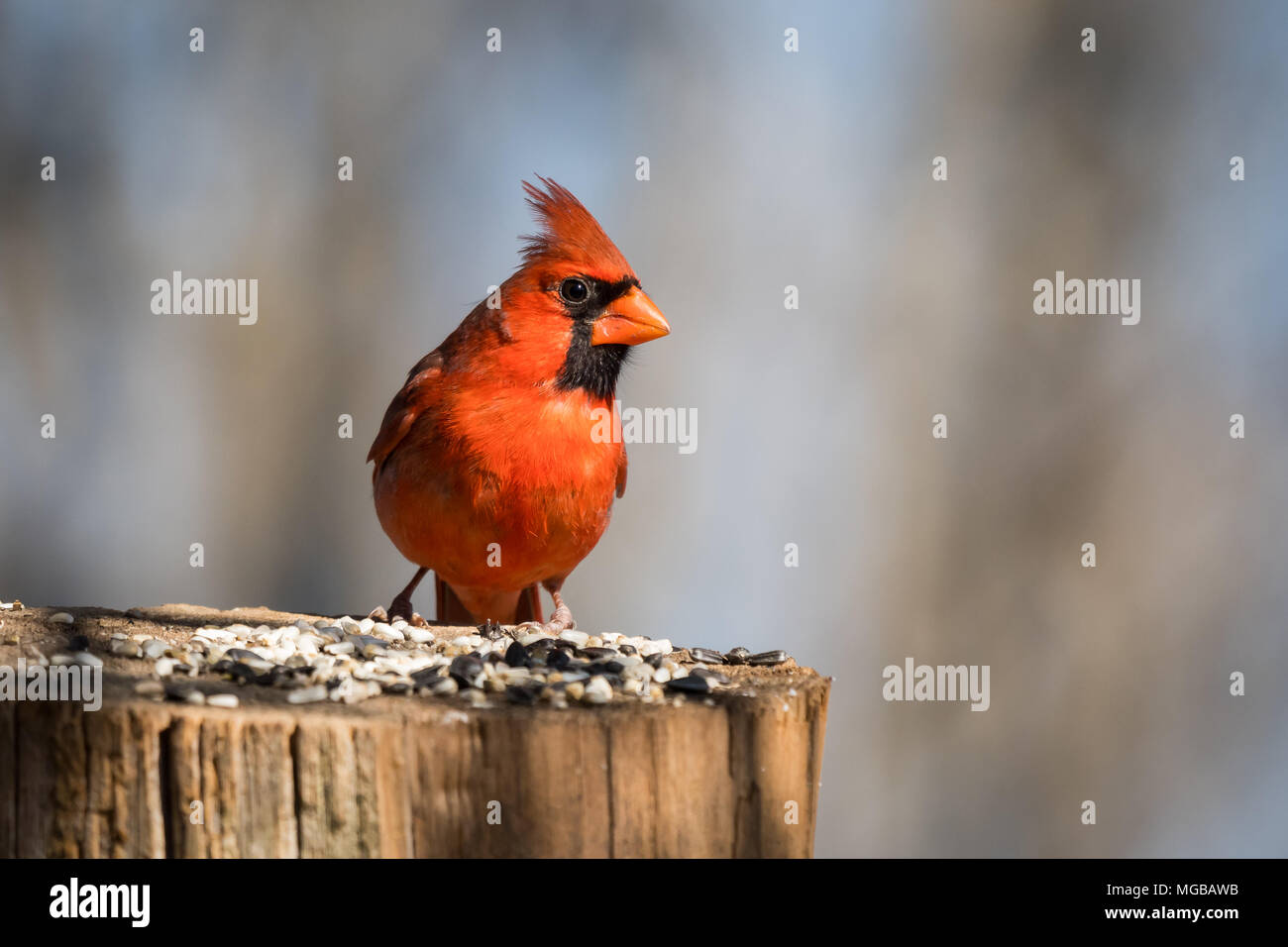 Le Nord de l'homme oiseau Cardinal Banque D'Images