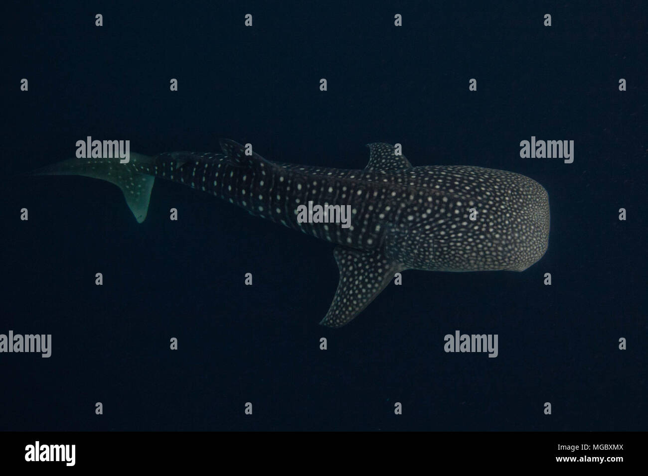 Whaleshark Banque D'Images