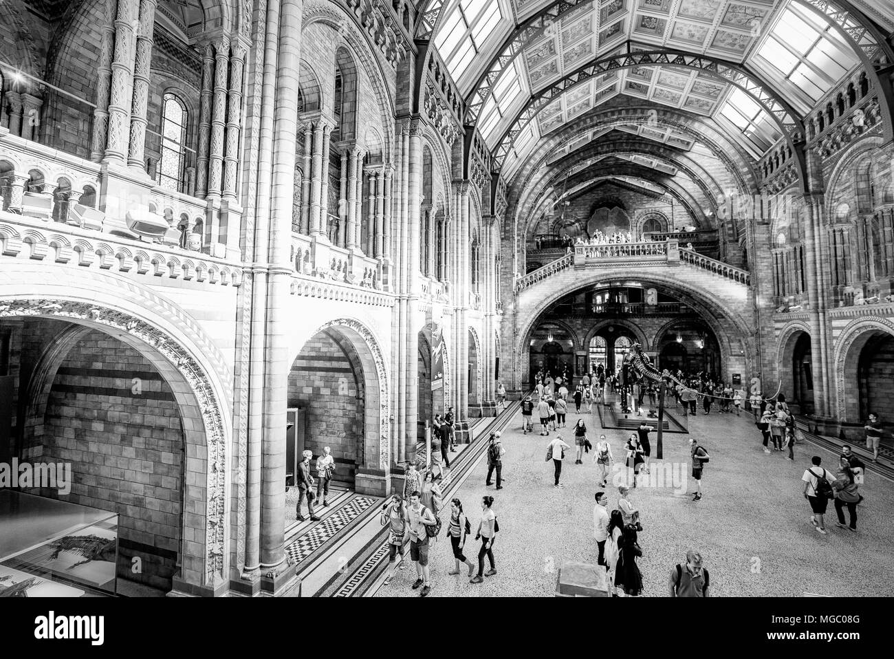 Hall principal du Natural History Museum, Londres Banque D'Images