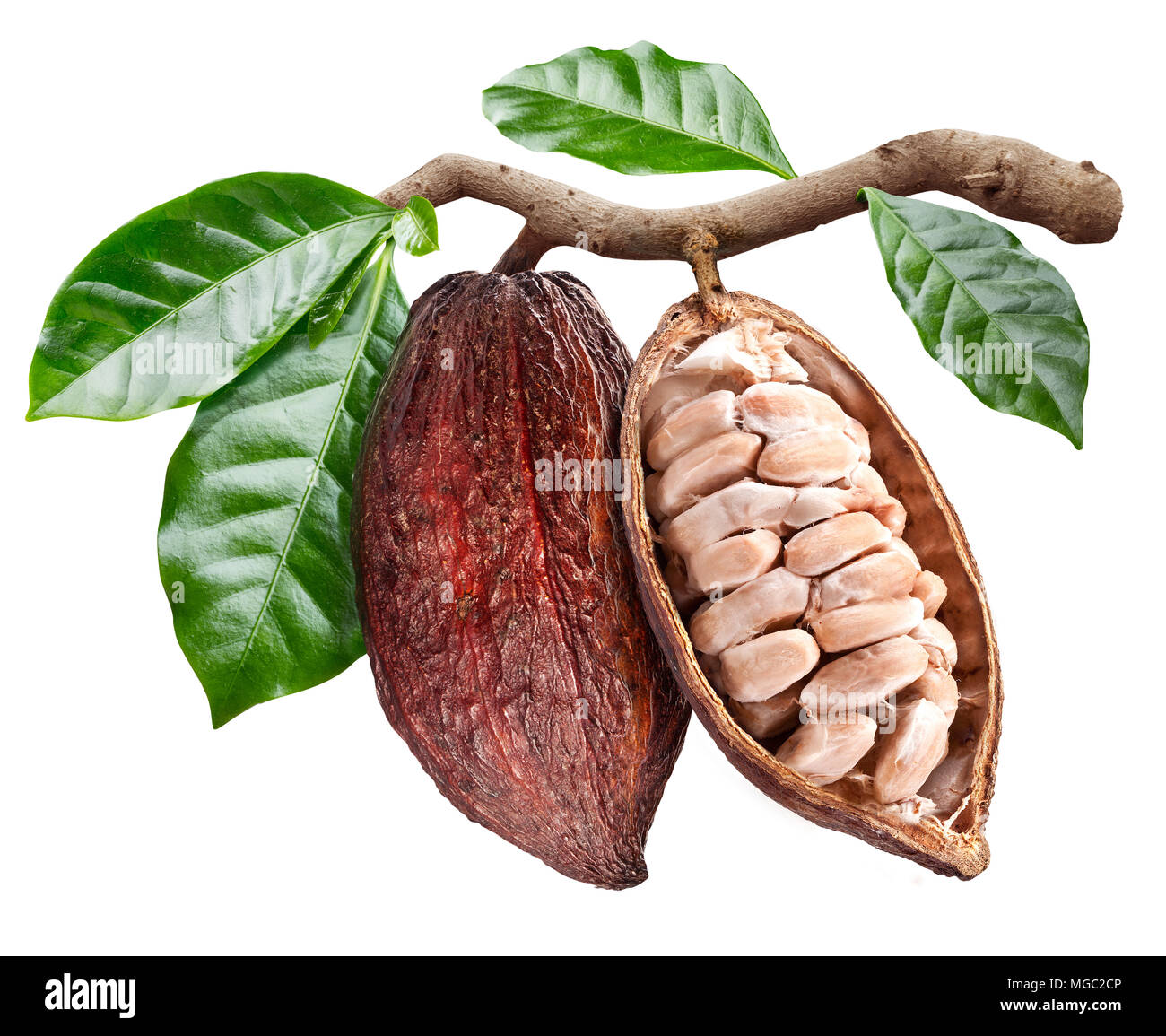 Cabosse de cacao ouvert avec les graines qui est accrochée à la branche. Photo conceptuelle. Chemin de détourage. Banque D'Images
