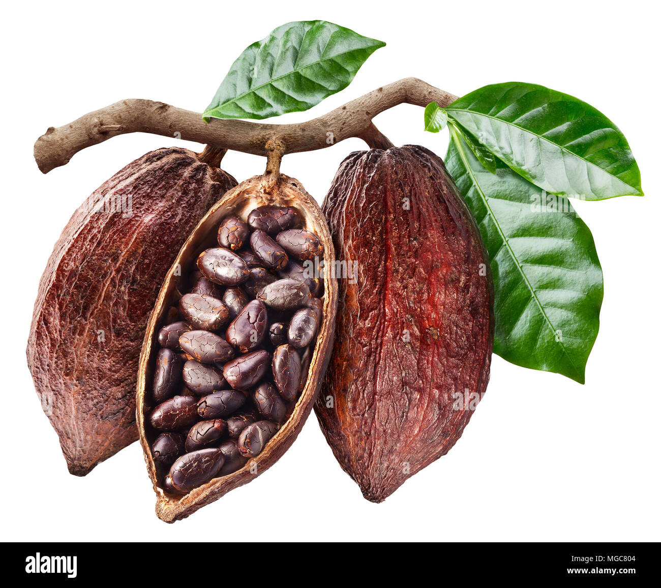 Cabosse de cacao ouvert avec les graines qui est accrochée à la branche. Photo conceptuelle. Chemin de détourage. Banque D'Images