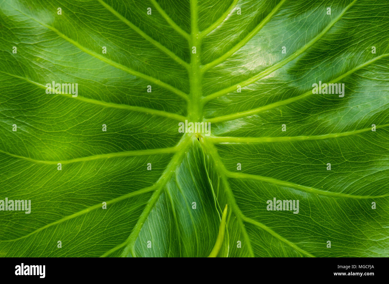 Vert vif close up of fresh feuille de palmier. Banque D'Images
