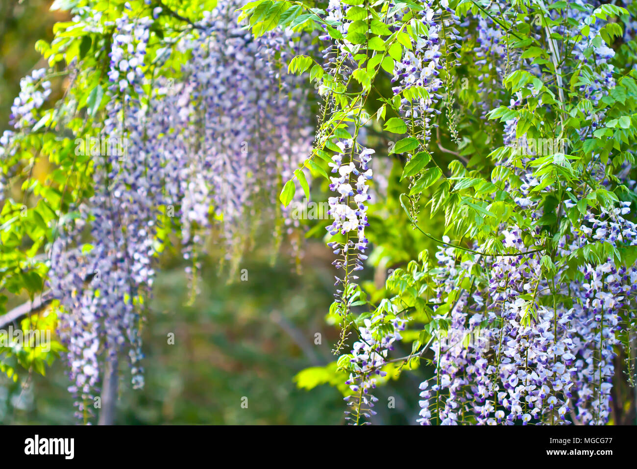 Arbre fleur pourpre Banque D'Images