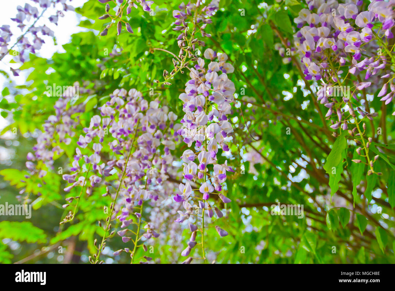 Arbre fleur pourpre Banque D'Images
