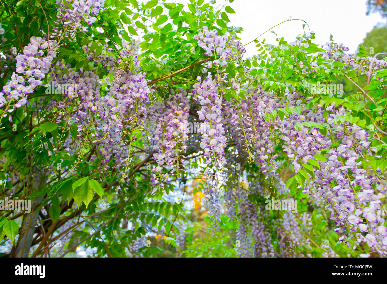 Arbre fleur pourpre Banque D'Images