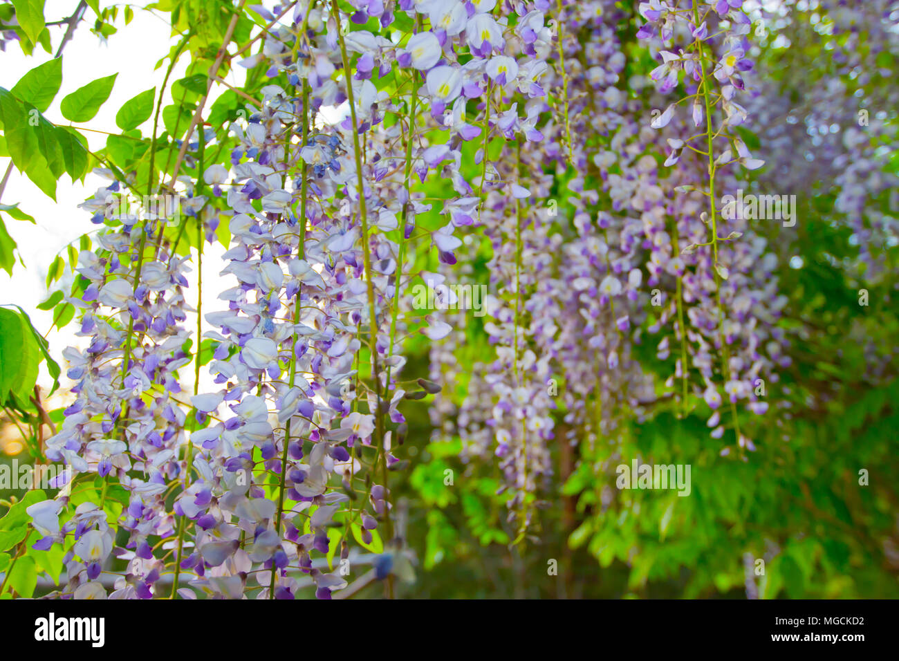 Arbre fleur pourpre Banque D'Images